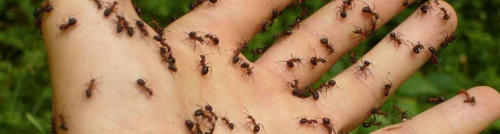 Was hilft gegen Ameisen im Haus? - Kammerjäger Ratgeber